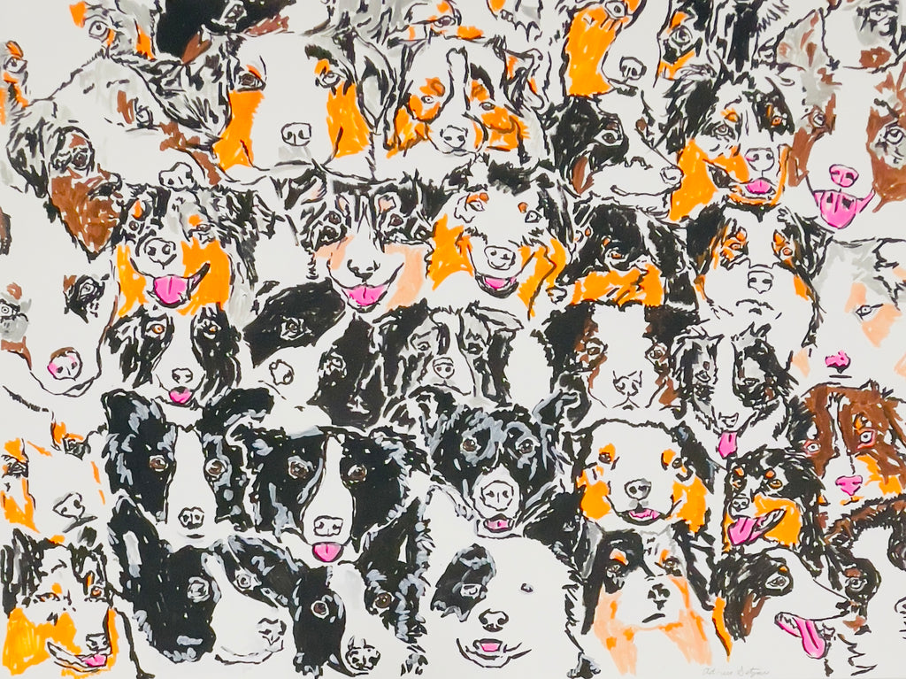 Australian Sheepdogs, 2025