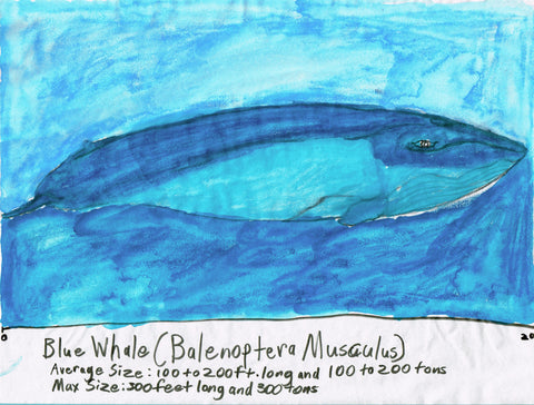 Blue Whale, 2021